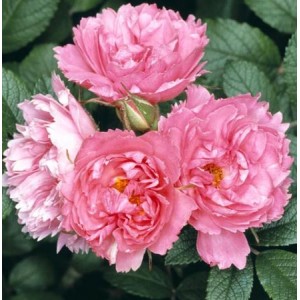 Rosa 'Pink Grootendorst', pargiroos